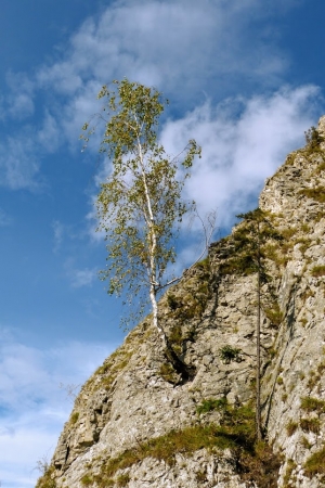 Zdjęcie z Polski - duże drzewa rosną tu wprost na skale