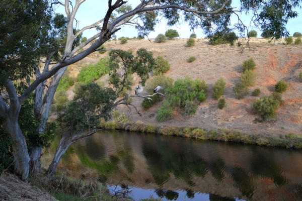 Zdjęcie z Australii - Na eukaliptusie pelikany czyszcza piora