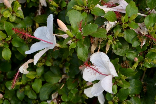 Zdjęcie z Australii - Hibiskusy