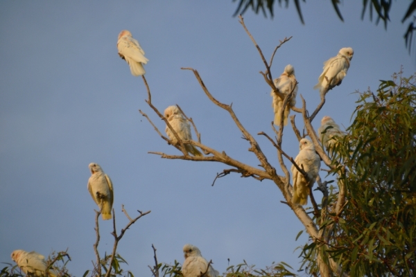 Zdjęcie z Australii - Kakadu sinookie