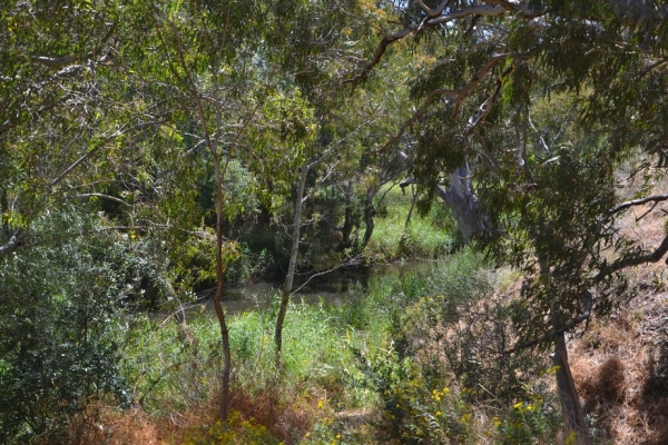 Zdjęcie z Australii - W dole rzeka i bujna zielen