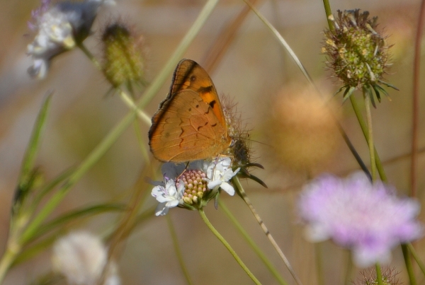 Zdjęcie z Australii - Fauna i flora