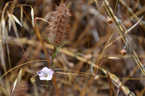 Zdjęcie z Australii - Jakas drobna flora