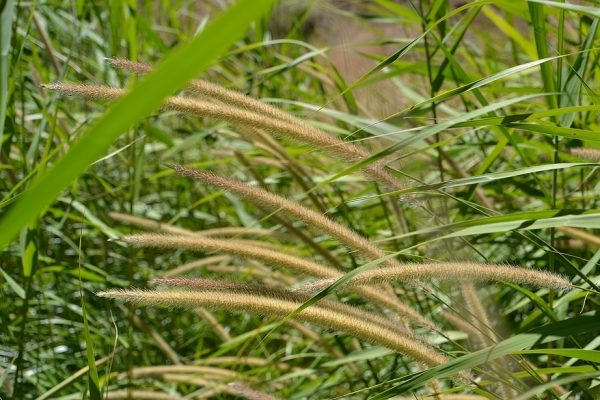 Zdjęcie z Australii - Fajna flora