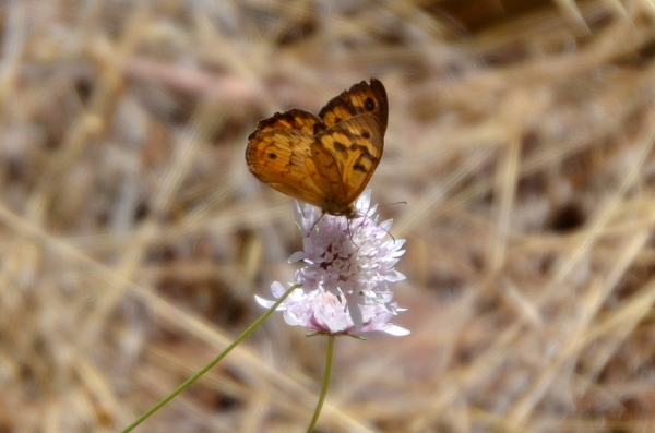 Zdjęcie z Australii - Fauna i flora