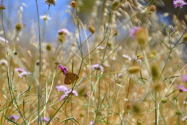 Zdjęcie z Australii - Fauna i flora