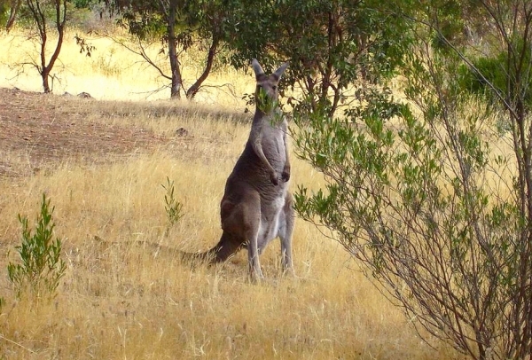 Zdjęcie z Australii - Tu sie chowam :)