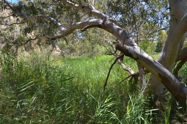 Zdjęcie z Australii - Prawie niewidoczna sciezka przez szuwary