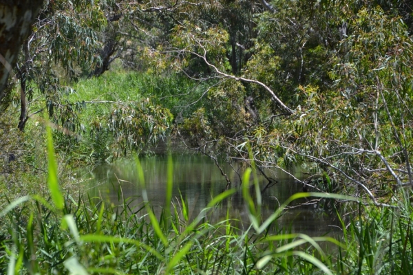 Zdjęcie z Australii - Teraz zejscie w dol, blizej rzeki