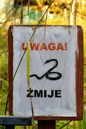 Zdjęcie z Polski - nawet tutaj - warto patrzeć pod nogi - i uważać na co się stąpa 🐍 😃 