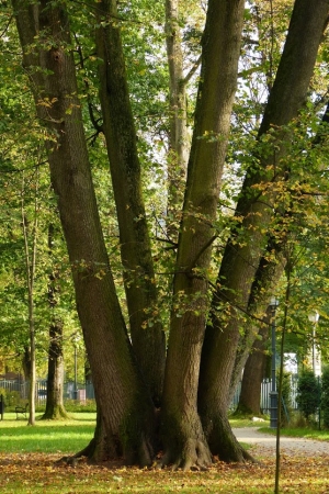 Zdjęcie z Polski - W parku rośnie przeciekawe drzewo!;  no dosłownie nie mogłam się napatrzeć! 