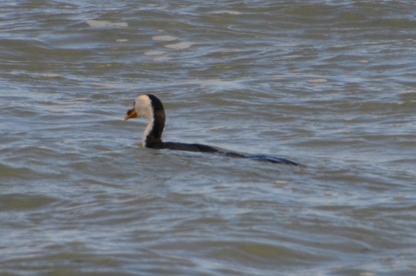 Zdjęcie z Australii - Kormoran cos zlowil
