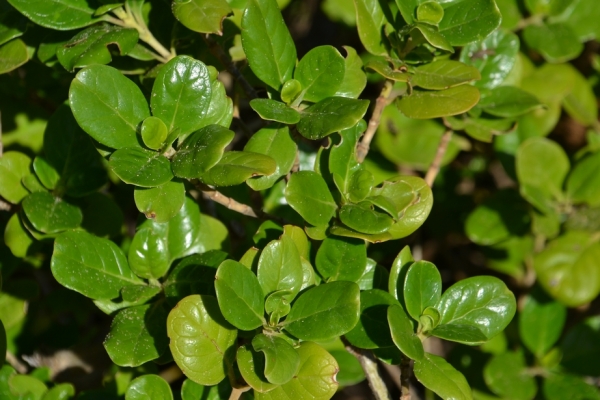 Zdjęcie z Australii - Coprosma lub mirror plant - nadmorska, odporna na sól roślina