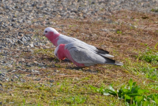 Zdjęcie z Australii - Kakadu różowe zwane tu, z aborygenska, galah
