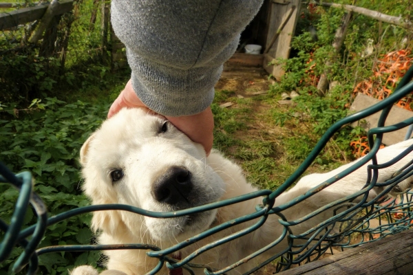 Zdjęcie z Polski - takie maluchy zawsze uwielbiają wszelkie mizianie i tarmoszenie😃