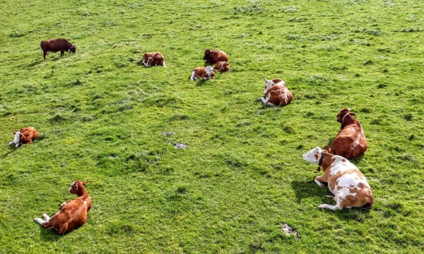 Zdjęcie z Polski - widoki z wyciągu - oprócz panoramy - na lokalna faunę😂