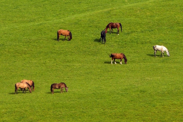 Zdjęcie z Polski - a lokalna fauna- grupowo- wg gatunku 😂