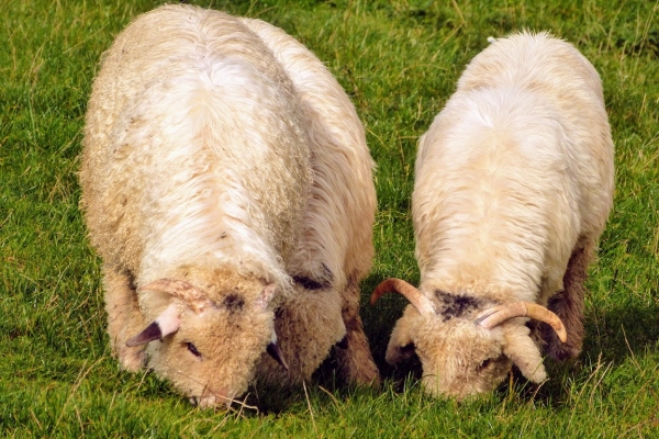 Zdjęcie z Polski - beee, bee...🐑🐑🐑