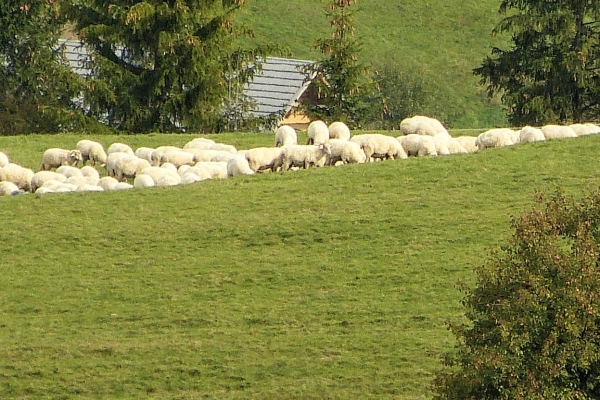 Zdjęcie z Polski - łowiecek Ci tu dostatek...bee...😊