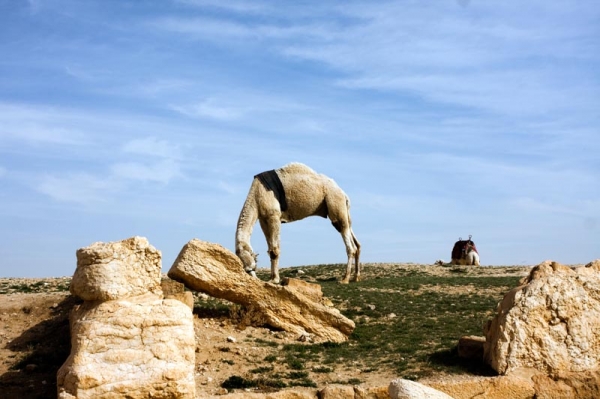 Zdjęcie z Syrii - 