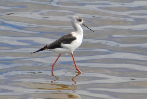 Zdjęcie z Australii - Tutejszy minibocian czyli szczudłak zwyczajny(Himantopus himantopus)