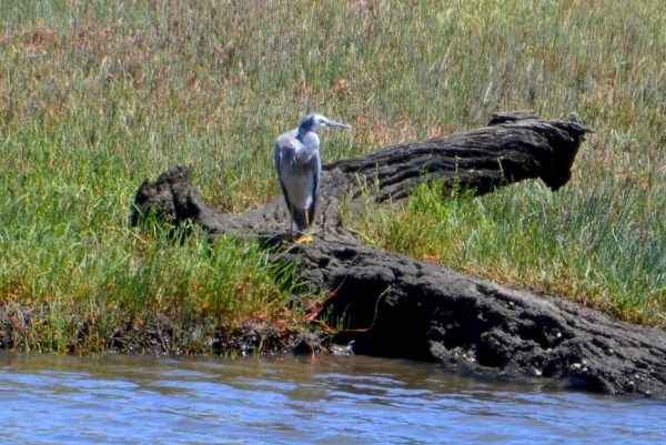 Zdjęcie z Australii - Czapla białolica (Egretta novaehollandiae)