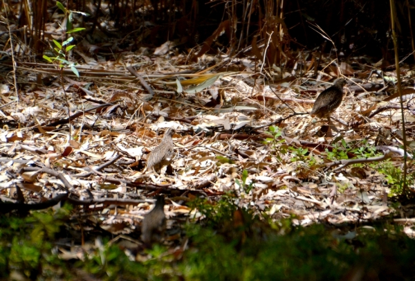 Zdjęcie z Australii - W krzakach buszuja australijskie przepiórki rudogardłe