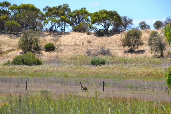 Zdjęcie z Australii - A na srodku wielkie kangurzycho