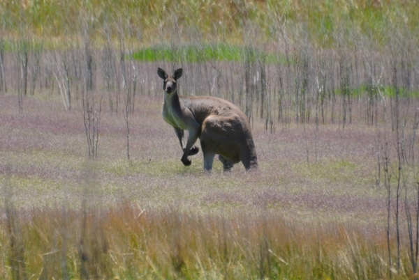 Zdjęcie z Australii - Muskularny samiec, kawal byka