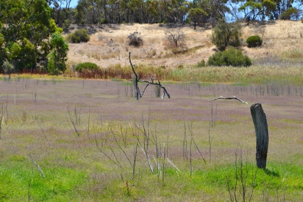 Zdjęcie z Australii - Wyschniete rozlewiska