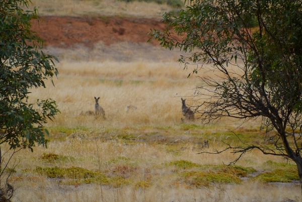 Zdjęcie z Australii - W suchych trawach posila sie stadko kangurow