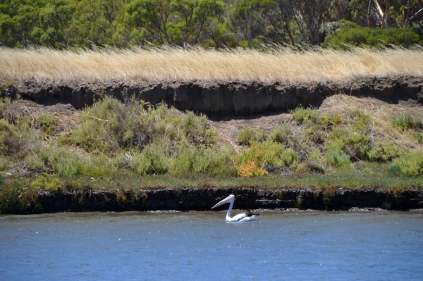 Zdjęcie z Australii - Przy drugim brzegu pelikan