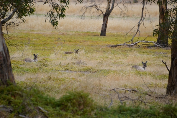 Zdjęcie z Australii - Kangurza sjesta :)