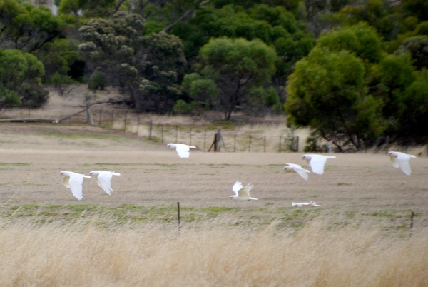 Zdjęcie z Australii - Leca kakadu sinookie (Cacatua sanguinea)