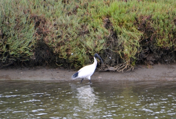 Zdjęcie z Australii - Przy drugim brzegu brodzi ibis czarnopióry (Threskiornis molucca)