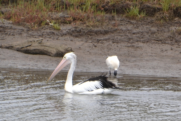 Zdjęcie z Australii - Zajety swoimi sprawami ibis nie zwraca na niego uwagi :)