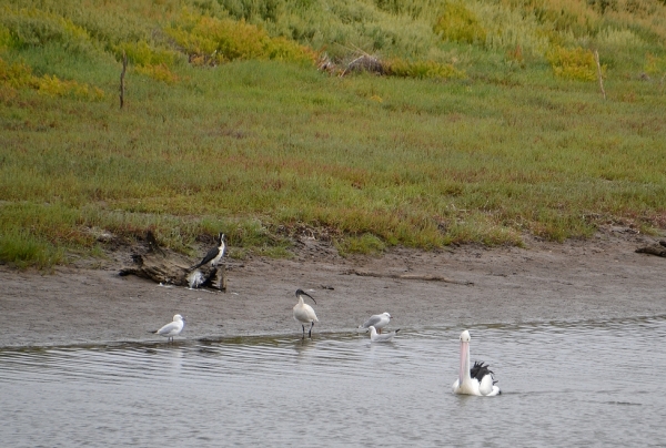 Zdjęcie z Australii - Na zdjeciu pelikan, kormoran, ibis i mewy czerwonodziobe