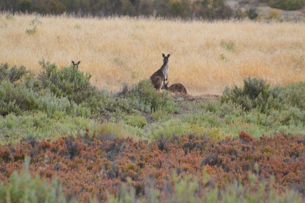 Zdjęcie z Australii - Za suchymi trawami chowaja sie kangury