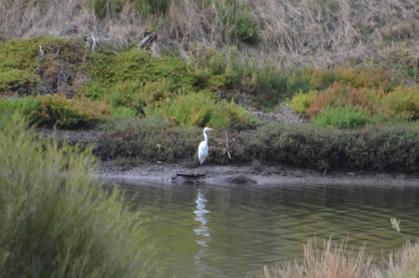 Zdjęcie z Australii - Czapla biała (Ardea alba) taka sama jak w Polsce