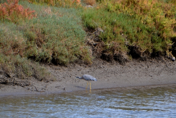 Zdjęcie z Australii - Troche dalej przechadzala sie Czapla białolica (Egretta novaehollandiae)