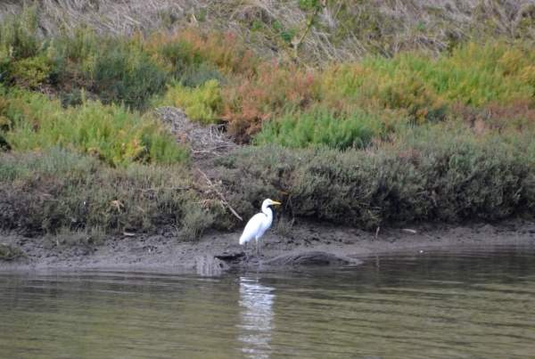 Zdjęcie z Australii - Czapla biała (Ardea alba)