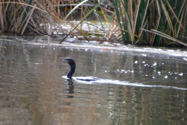 Zdjęcie z Australii - Kormoran bruzdodzioby znowu sie wynurzyl