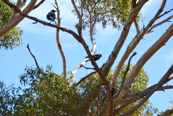 Zdjęcie z Australii - Na eukaliptusie spiewa chórem rodzina dzierzbowronow