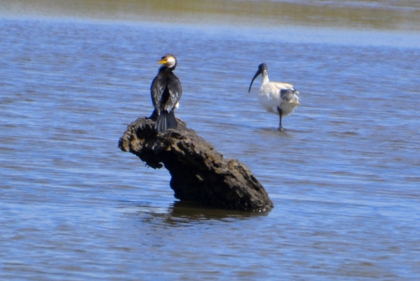 Zdjęcie z Australii - Kolejny kormoran srokaty i ibis