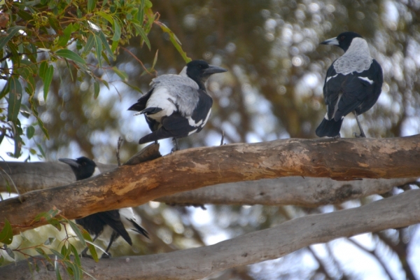 Zdjęcie z Australii - Dzierzbowrony (Gymnorhina tibicen)