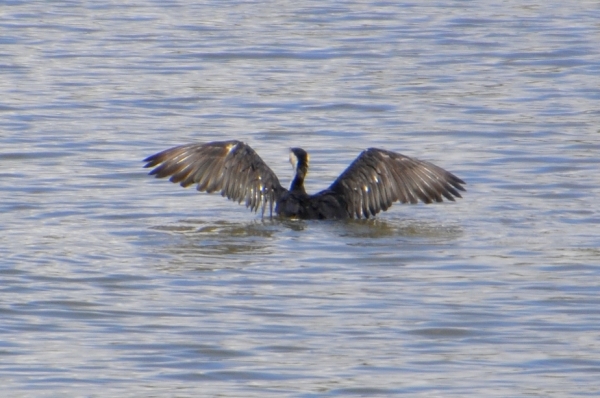 Zdjęcie z Australii - Kormoran białolicy