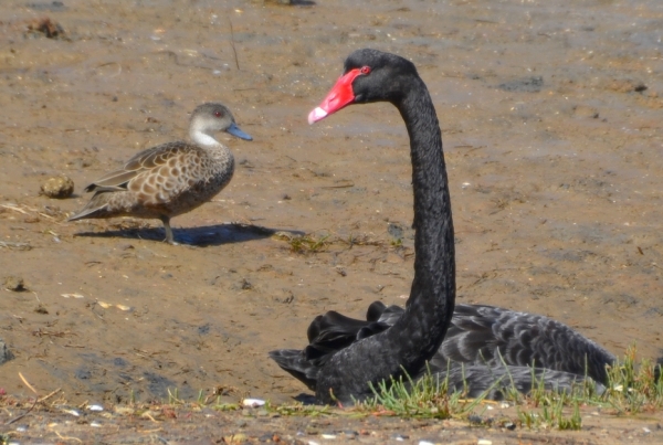 Zdjęcie z Australii - Łabędź czarny (Cygnus atratus) w towarzystwie