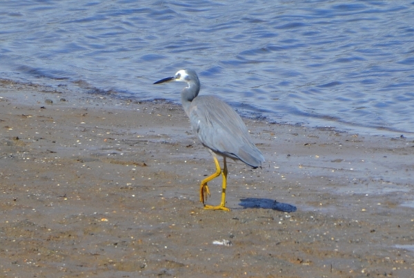 Zdjęcie z Australii - Niedaleko paraduje czapla białolica (Egretta novaehollandiae)