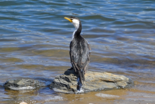 Zdjęcie z Australii - Kormoran bialolicy (srokaty) wygrzewa sie na slonku