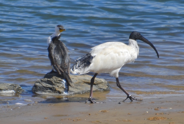 Zdjęcie z Australii - Ibis udaje, ze kormorana tam nie ma :)))